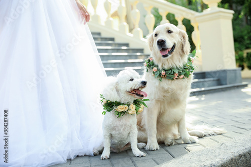 Bride and adorable dogs wearing wreathes made of beautiful flowers outdoors, closeup photo