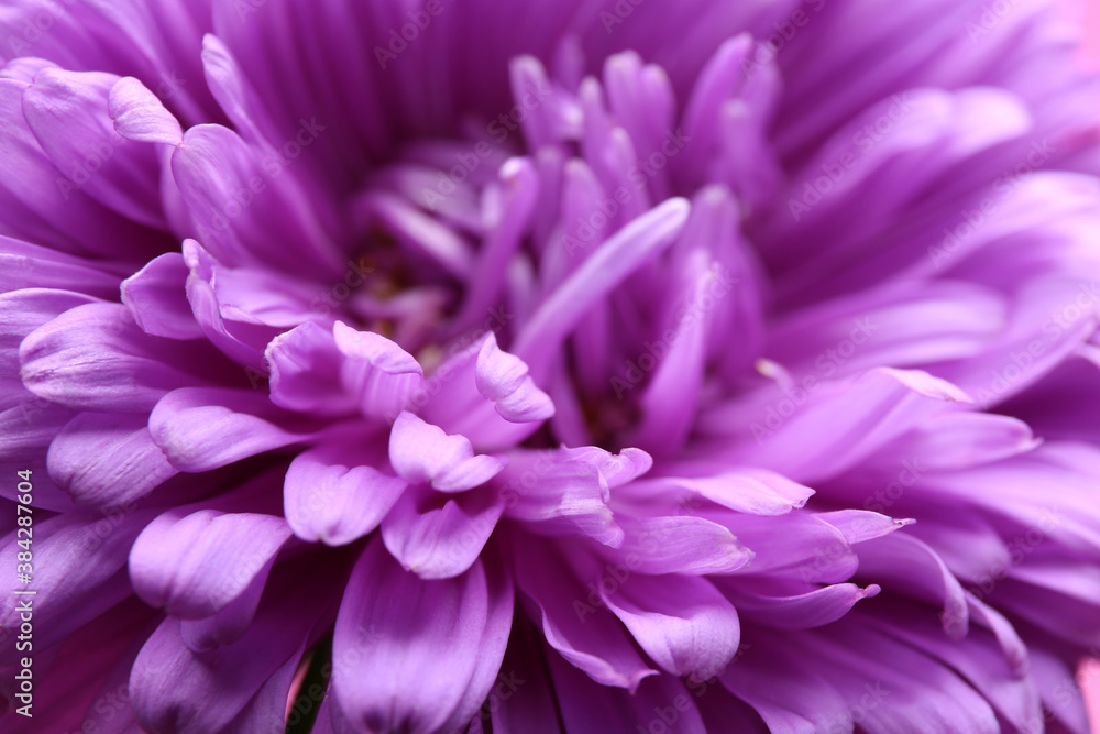 Beautiful purple aster as background, closeup. Autumn flower