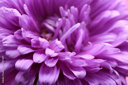 Beautiful purple aster as background  closeup. Autumn flower