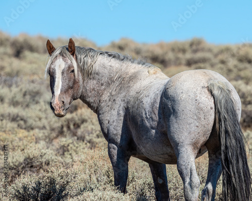 Wild Horse from the Pilot Butte herd in Wyoming photo