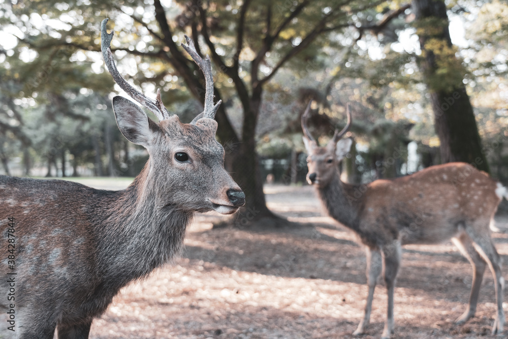 A buck in the wild.
The photo was taken in Nara, Japan.