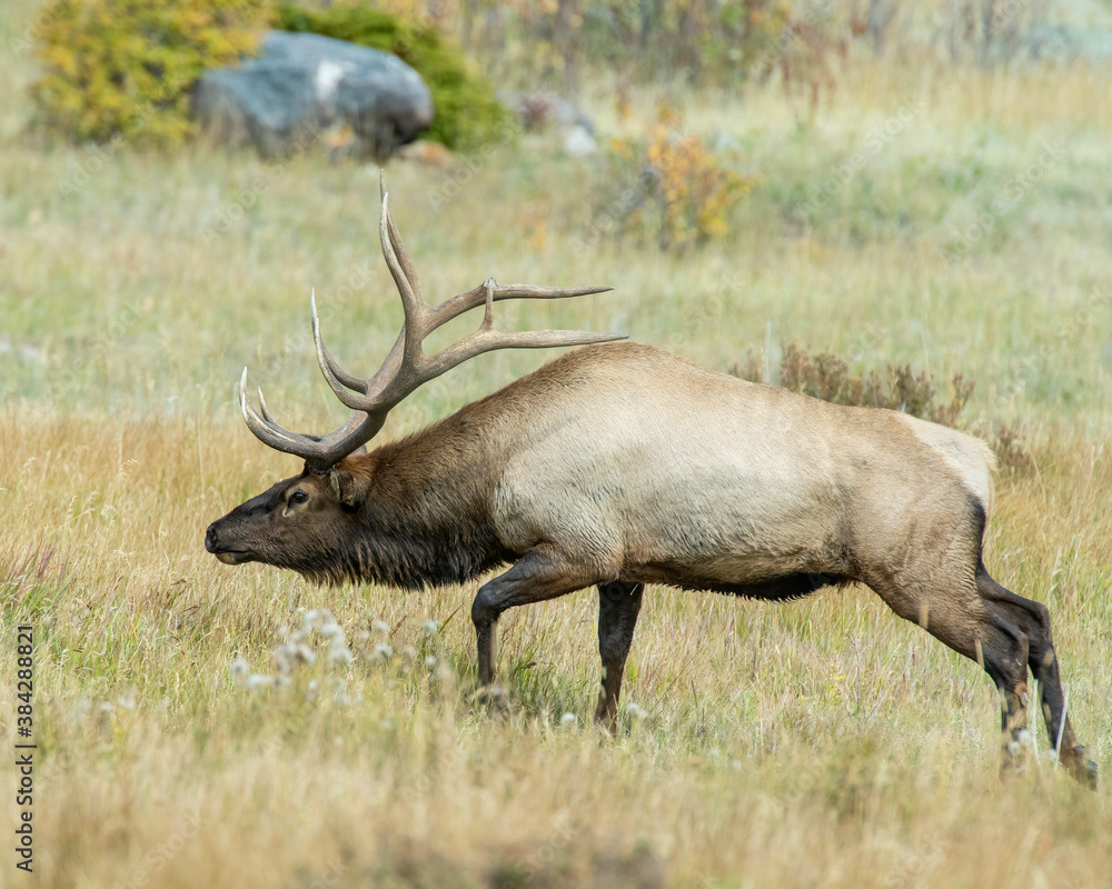 A Bull Elk in Rocky Mountain National Park A Bull Elk in Rocky Mountain National Park