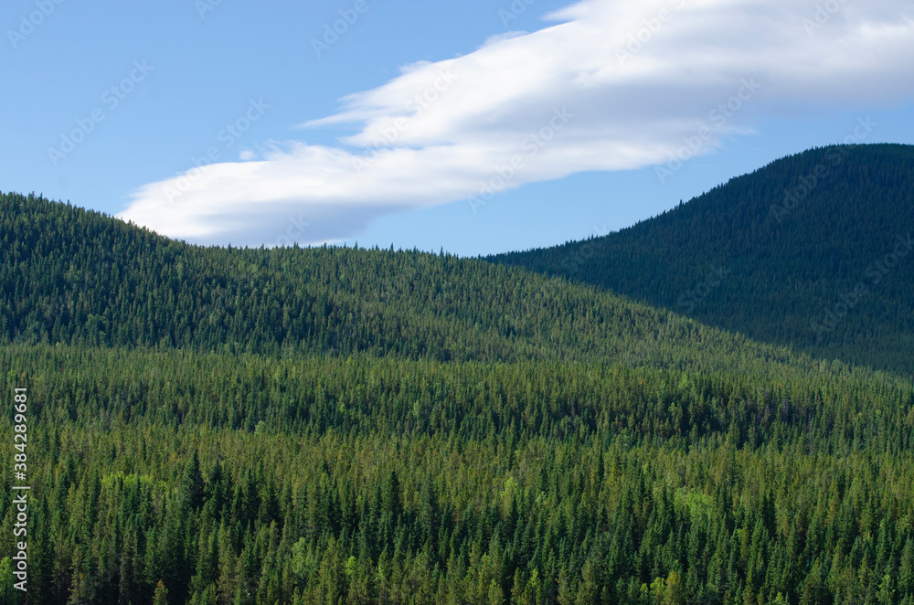 Trees in the Canadian Rockies Trees in the Canadian Rockies