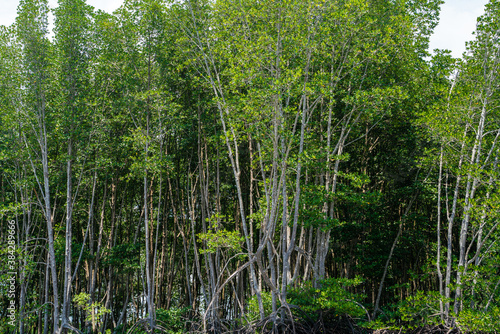 Tropical mangrove forest island river sea against blue sky