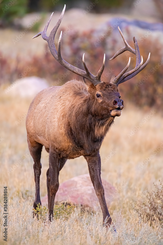A Bull Elk in Rocky Mountain National Park A Bull Elk in Rocky Mountain National Park