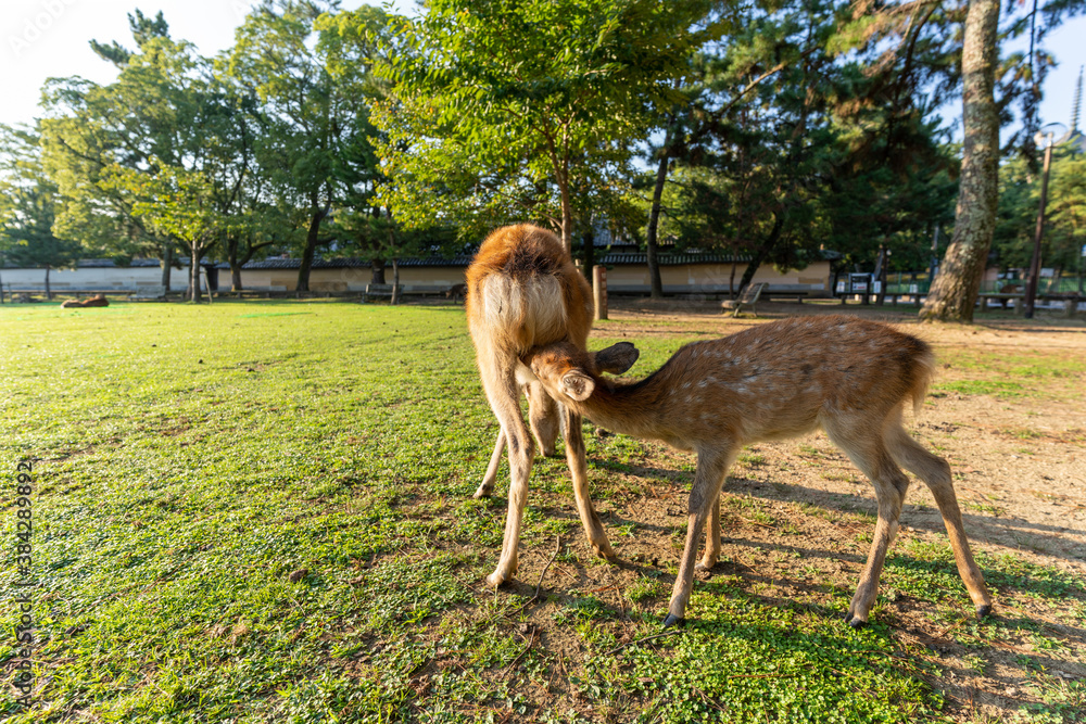 Naklejka premium A fawn and its mother in the wild. The photo was taken in Nara, Japan.
