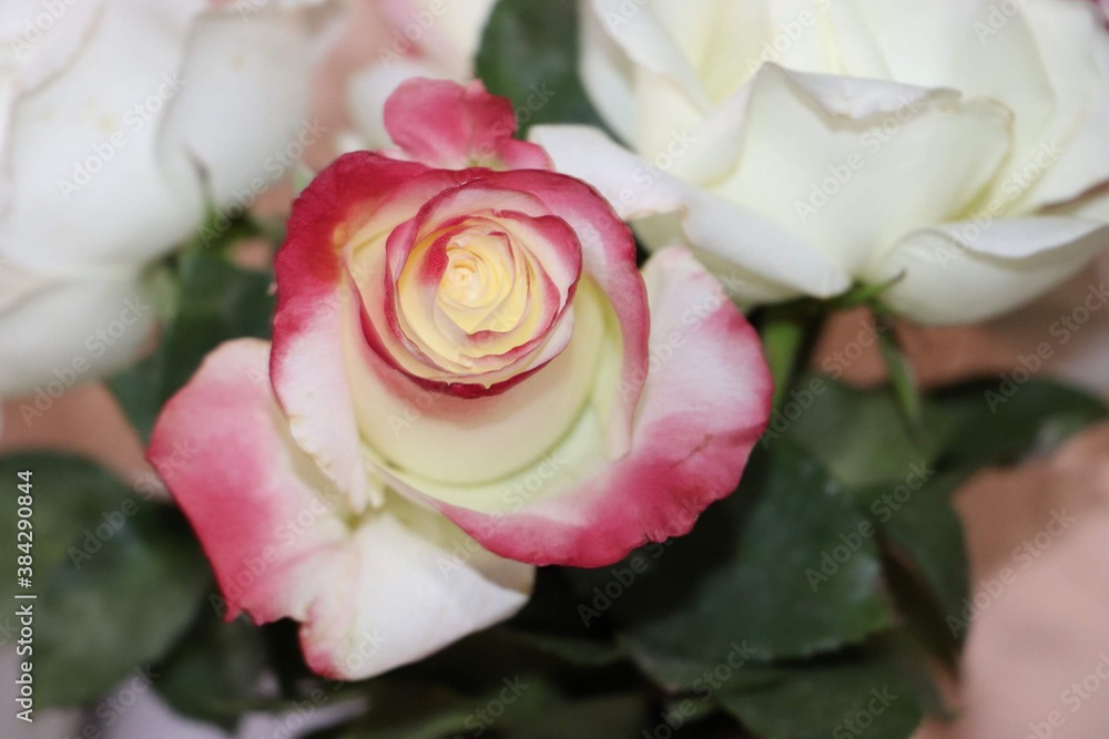 Rosa Rosa