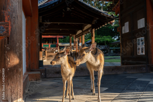 A wild deer from a shrine. The photo was taken in Nara  Japan.