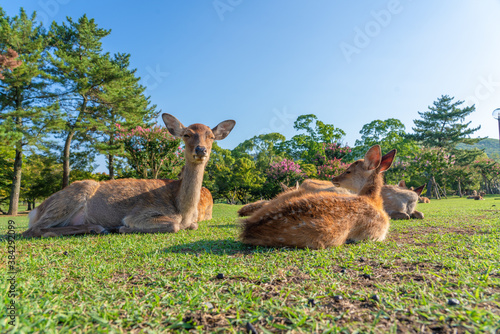 Deer in the wild. The photo was taken in Nara, Japan.