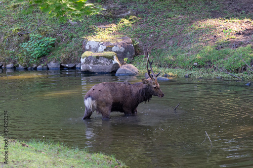 A buck in the wild. The photo was taken in Nara  Japan.