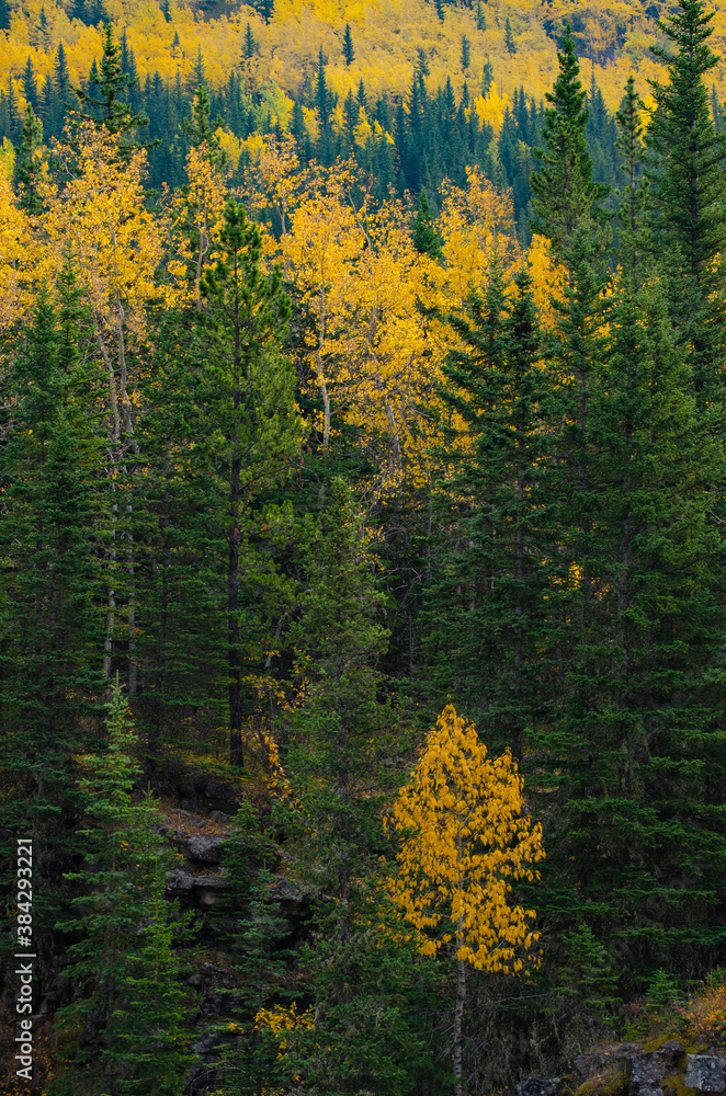 Green and Yellow Trees in a Forest Green and Yellow Trees in a Forest