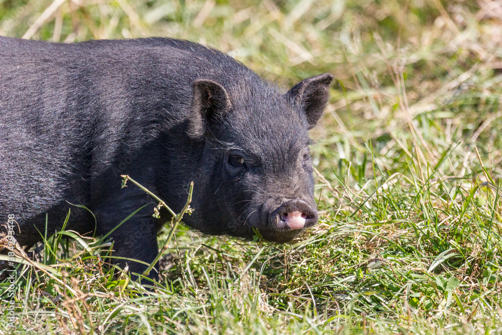 cheerful black pig walking in the meadow cheerful black pig walking in the meadow