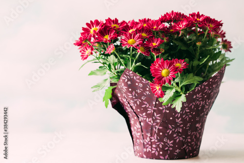 Fototapeta Naklejka Na Ścianę i Meble -  Flower pot of pretty red chrysanthemums close up on light background with copy space