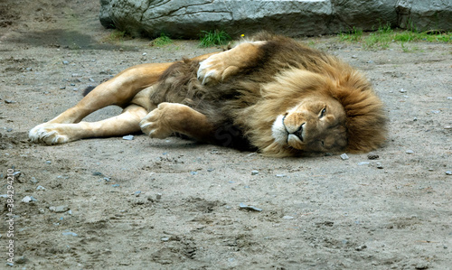 The lion is resting on the ground