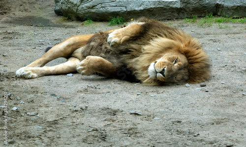 The lion is resting on the ground photo