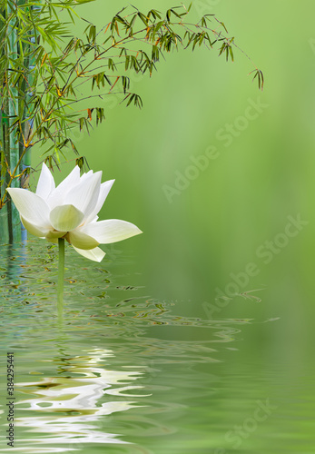 Composition Aquatique zen avec lotus et bambous 