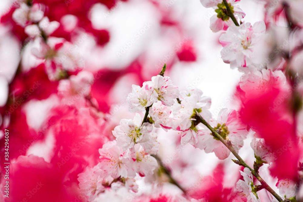 サクラに似ていますが、1本の木から赤・白・ピンクや斑の花を咲かせるハナモモは一味違うきれいさがあります サクラに似ていますが、1本の木から赤・白・ピンクや斑の花を咲かせるハナモモは一味違うきれいさがあります