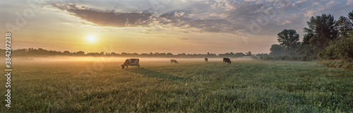 Fotobehang Panorama of grazing cows in a meadow with grass covered with dewdrops and morning fog, and in the background the sunrise in a small haze