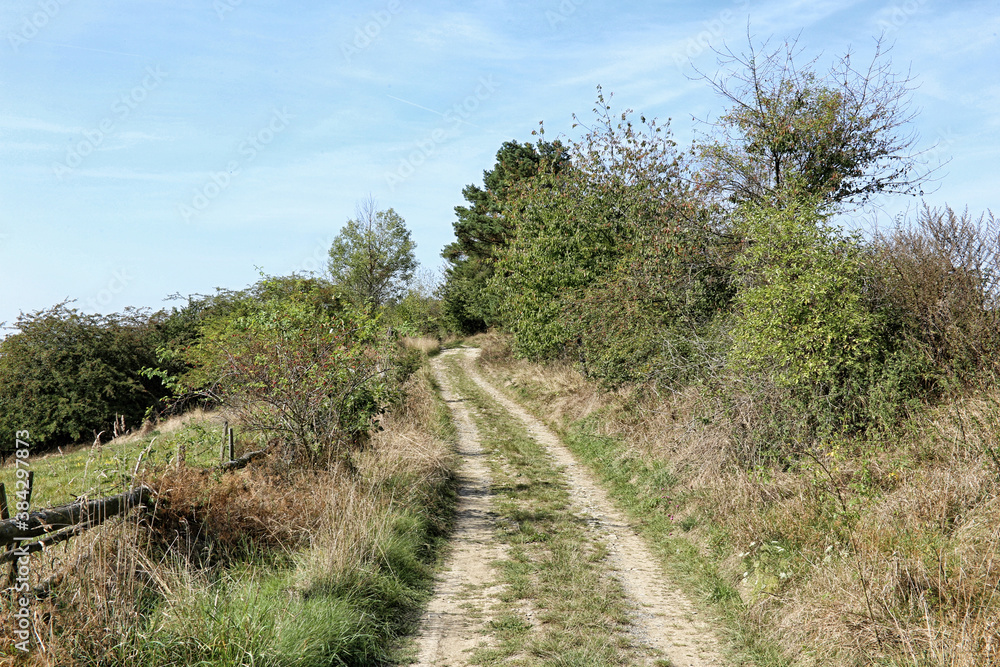 Rural road between trees and bush with pasture on side Rural road between trees and bush with pasture on side