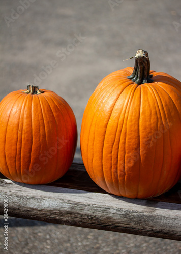 Close up view of freshly harvested large Jack O' Lantern size orange pumpkins with an outdoor neutral asphalt background on a sunny day