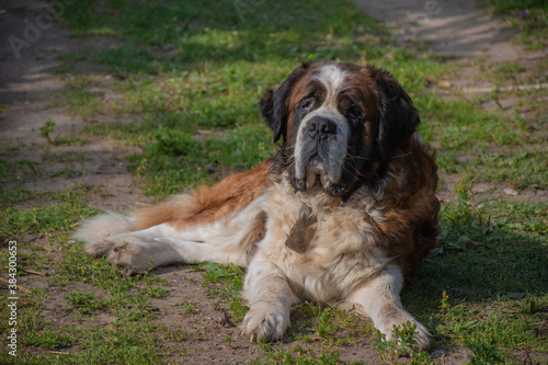 A large St. Bernard dog lies in the yard on the grass and raises its head when its owner calls: dog training, rescue dogs  © Leila