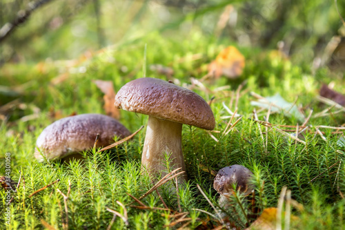 boletus edulis mushroom grow in moss in the autumn forest