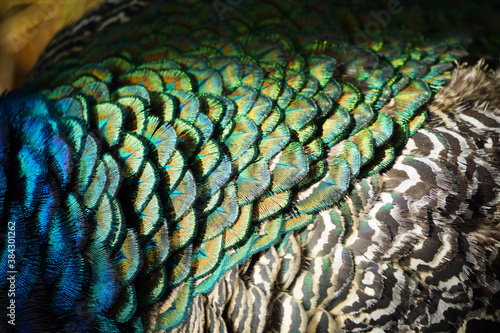 peacock plumage texture. black and white feathers. blue and gold peacock feathers