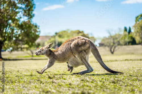 Kangaroo with joey in pouch in country Australia - these marsupials are a symbol of Autralian tourism and natural wildlife, the iconic kangaroos. photo