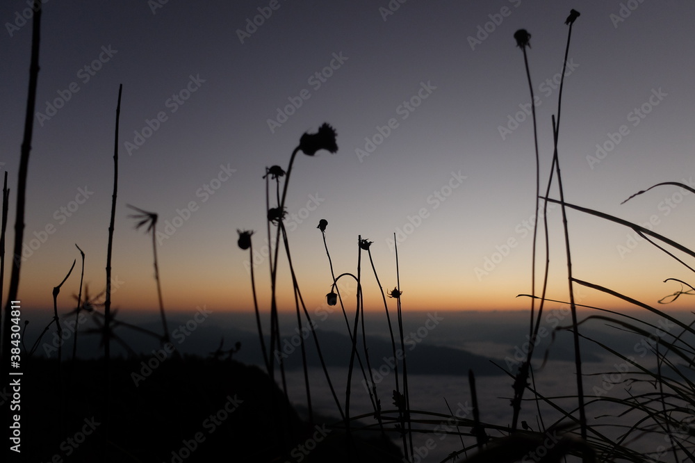 silhouette of little flowers while sunrise