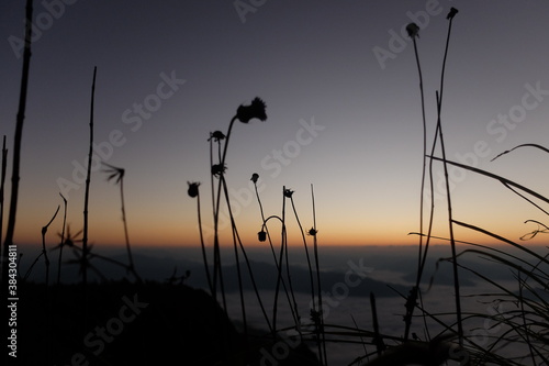 silhouette of little flowers while sunrise