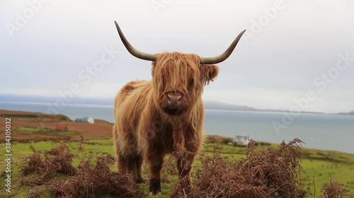 Long-haired Highland Cattle by the road, Kalnakill, Scottish highlands, Scotland winter. The Highland cattle is a Scottish breed of rustic cattle. Kyloe. Cattle (Bos taurus) 