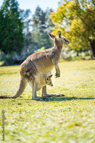 Kangaroo with joey in pouch in country Australia - these marsupials are a symbol of Autralian tourism and natural wildlife, the iconic kangaroos. photo