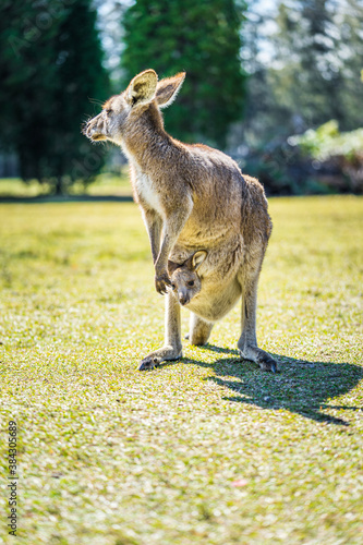 Kangaroo with joey in pouch in country Australia - these marsupials are a symbol of Autralian tourism and natural wildlife, the iconic kangaroos. photo