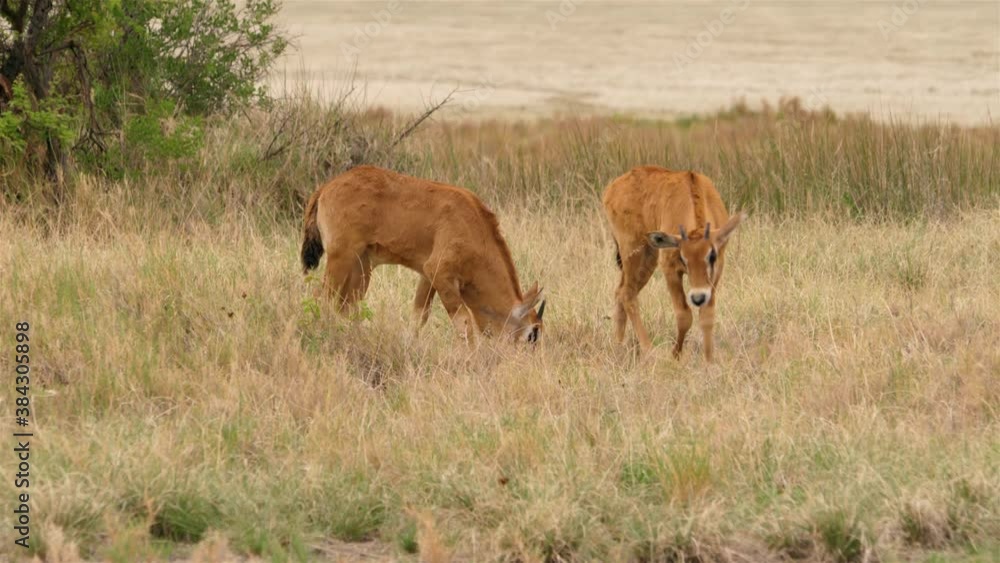 Das Video zeigt zwei  junge Orix Antilopen Babys die Gras fressen. Anschließend sieht man die erwachsenen Eltern der Kinder, wie sie ebenfalls essen und in die Kamera schauen.