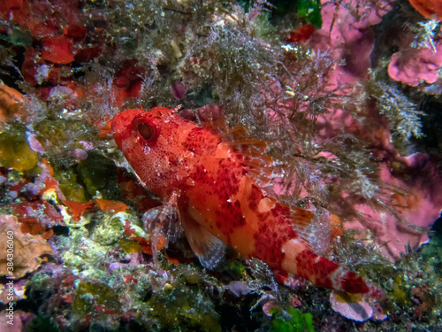 A Red Scorpionfish (Scorpaena scrofa) in the Mediterranean Sea