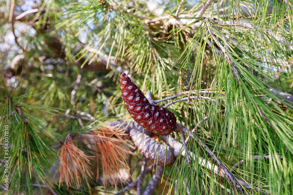Ugly brown pinecone of mediterranean pine