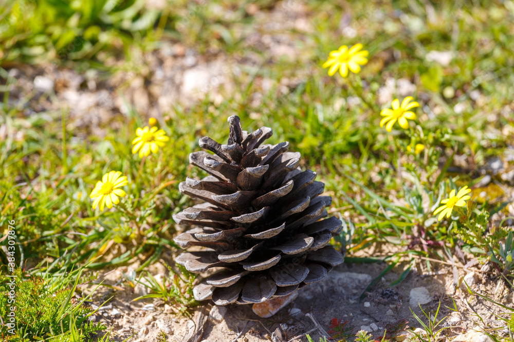 Dry fir cone in grass with yellow flowers Dry fir cone in grass with yellow flowers