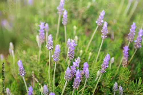 Bright lavender bush