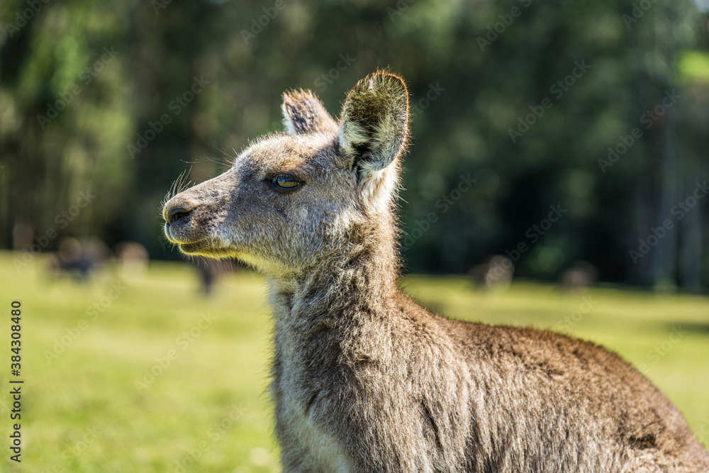 Fototapeta premium Kangaroo in country Australia - these marsupials are a symbol of Autralian tourism and natural wildlife, the iconic kangaroos.