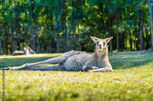 Kangaroo in country Australia - these marsupials are a symbol of Autralian tourism and natural wildlife, the iconic kangaroos. photo