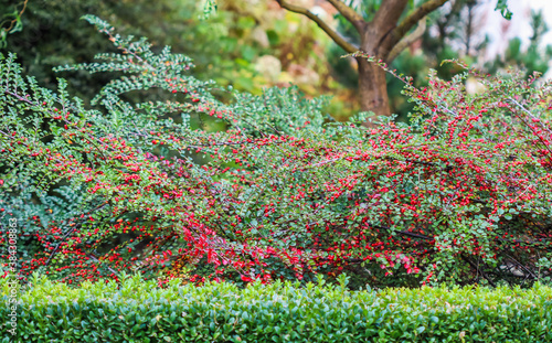 Many red fruits on the branches of a cotoneaster horizontalis bush in the garden in autumn photo