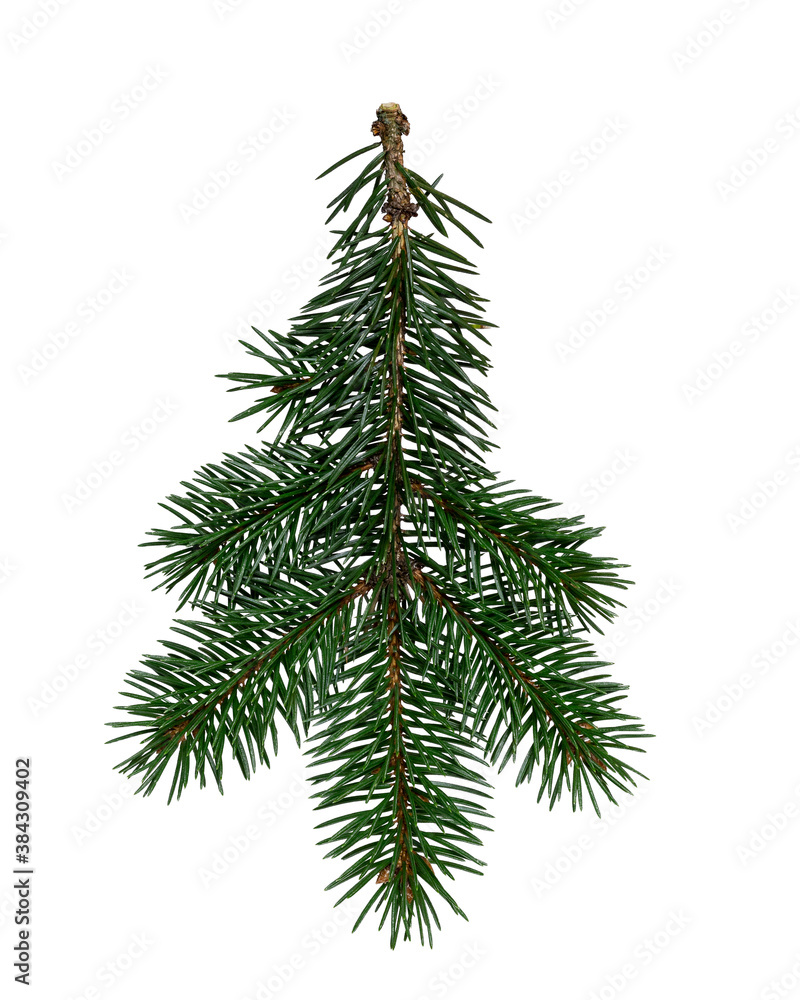 The tree branch is isolated on a white background The tree branch is isolated on a white background