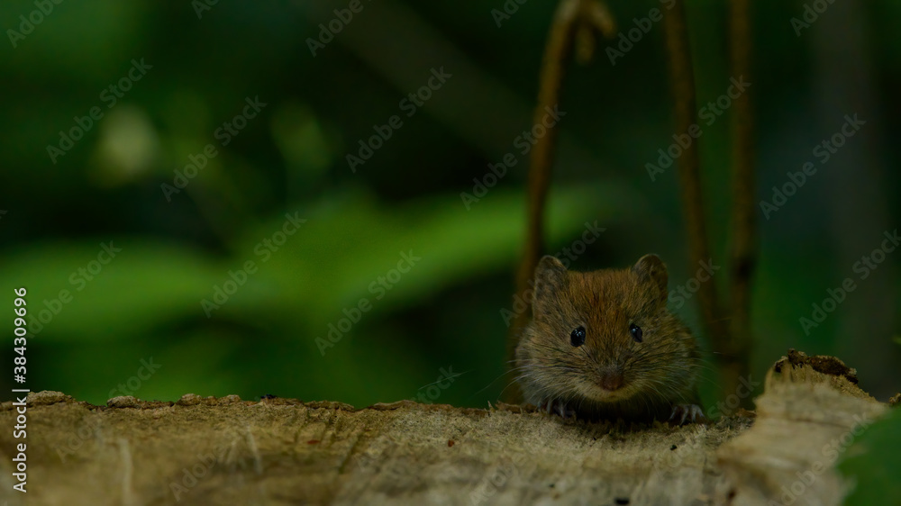 Maus, tier, nager, natur, wild lebende tiere, hübsch, säugetier, baum, wild, essen, fell, Maus, tier, nager, natur, wild lebende tiere, hübsch, säugetier, baum, wild, essen, fell,