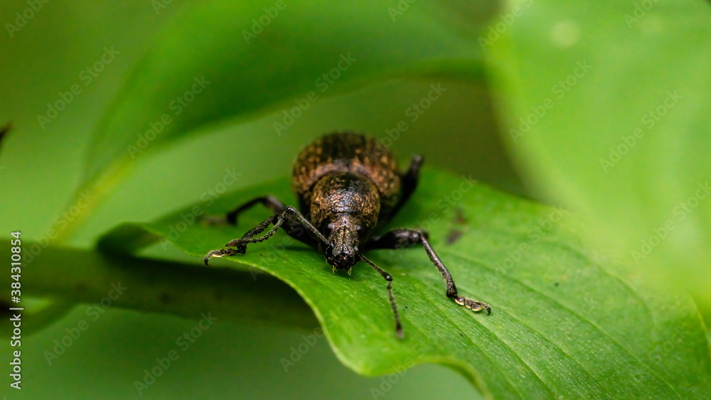 insecta, fliege, makro, natur, blatt, green, badgered, käfer, tier, pests insecta, fliege, makro, natur, blatt, green, badgered, käfer, tier, pests
