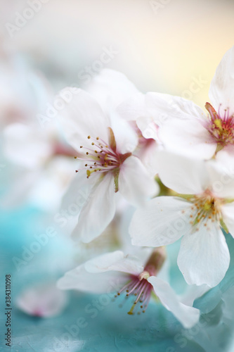 瑠璃色の和皿と桜の花