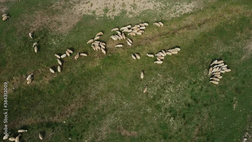 Herd of sheep grazing in the countryside in Istanbul Herd of sheep grazing in the countryside in Istanbul