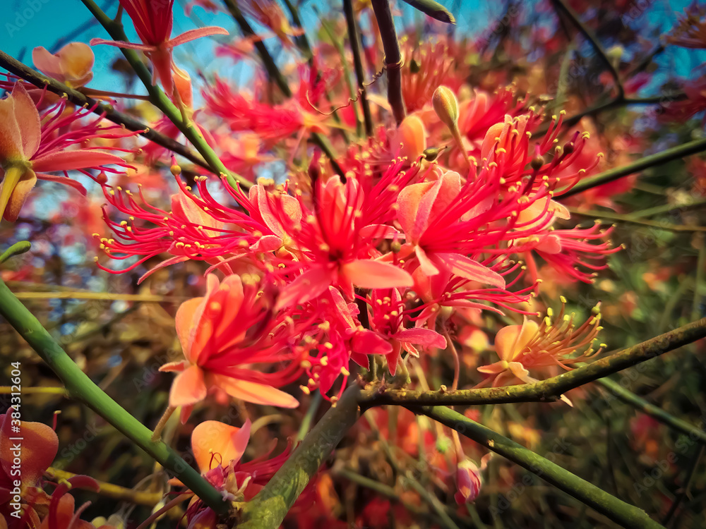 Capparis decidua flowers blooming in the countryside in winter.. Capparis decidua flowers blooming in the countryside in winter..
