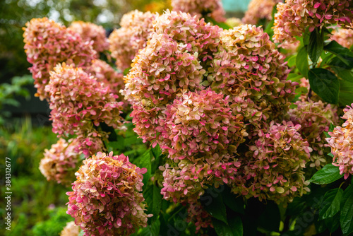 Faded hydrangea flower in the autumn garden. Shallow depth of field.
