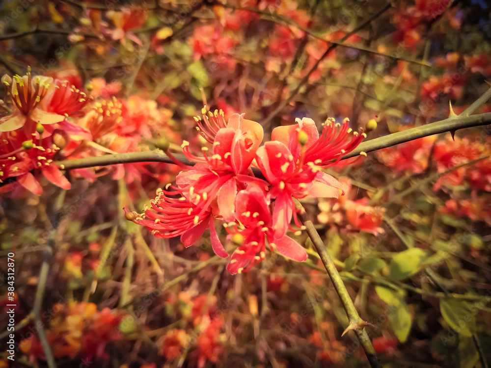 Beautiful flowers of Capparis decidua bloom in the rural areas of Rajasthan India in winter. Beautiful flowers of Capparis decidua bloom in the rural areas of Rajasthan India in winter.