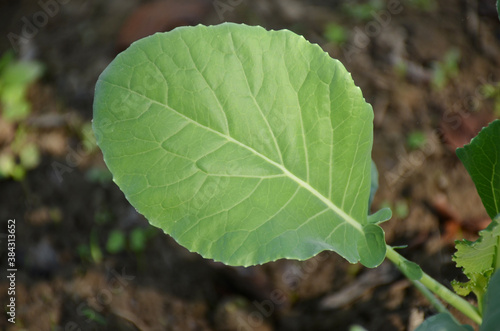 the small ripe green cabbage plant seedlings in the garden.